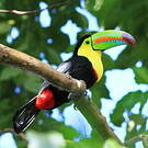 Toucan à carène
