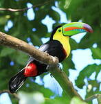 Toucan à carène