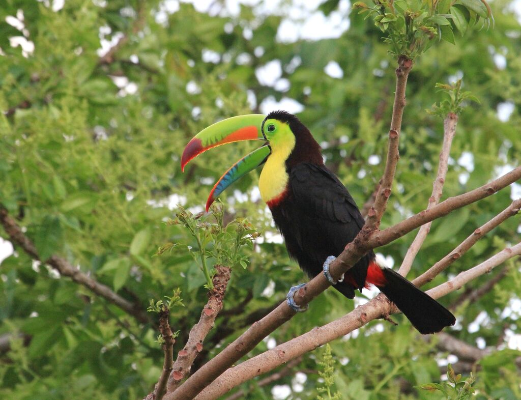 Toucan à carène