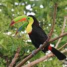 Toucan à carène