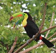 Keel-billed Toucan