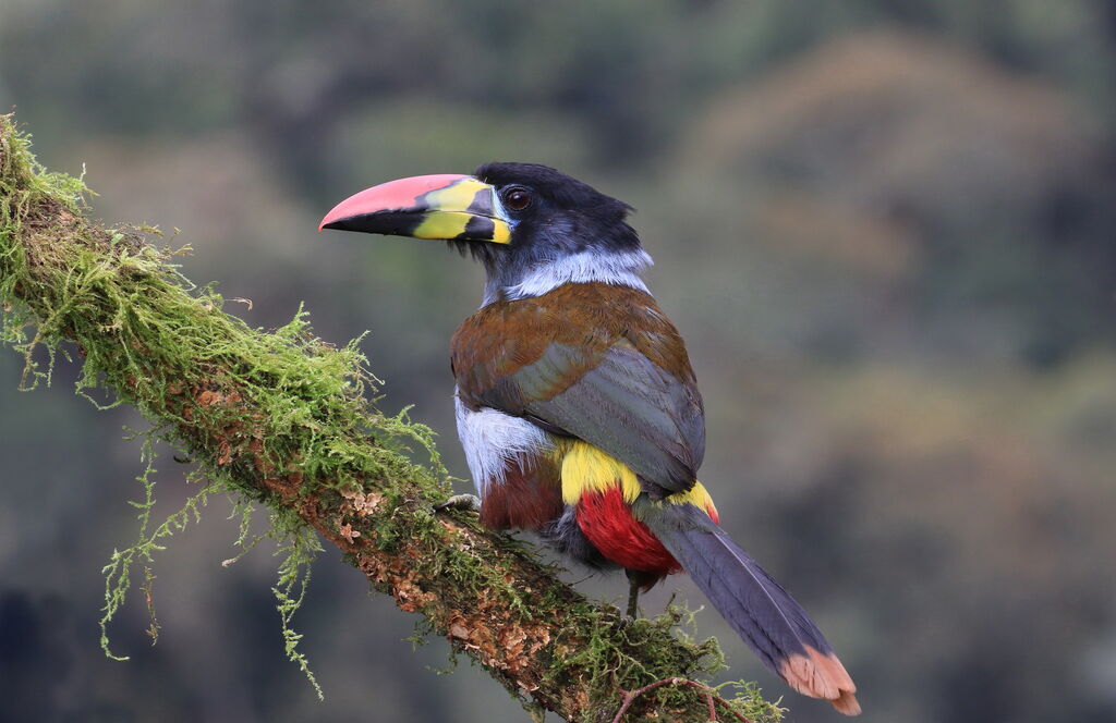 Grey-breasted Mountain Toucan