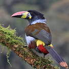 Toucan bleu