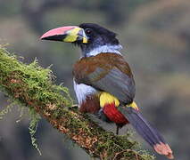 Grey-breasted Mountain Toucan