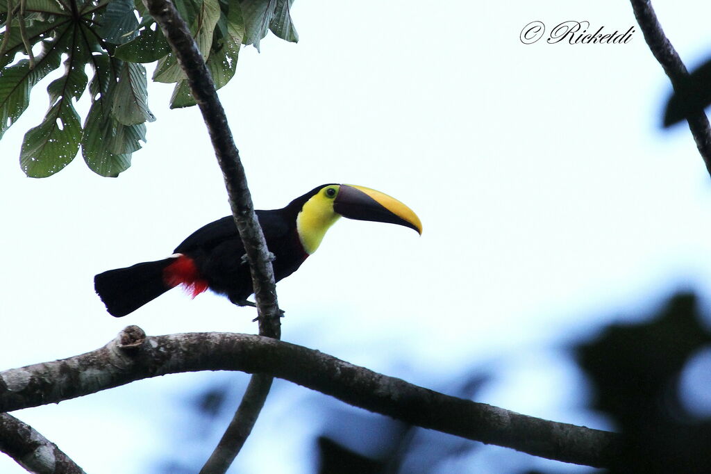 Yellow-throated Toucan (swainsonii)