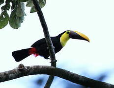 Yellow-throated Toucan (swainsonii)