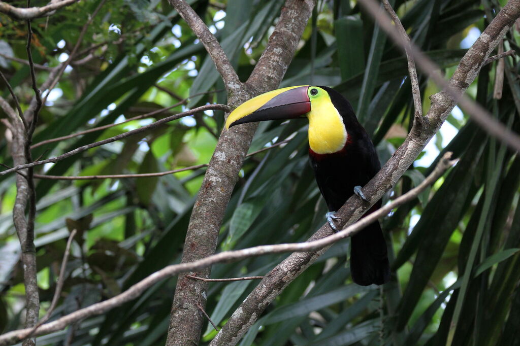 Yellow-throated Toucan