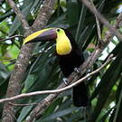 Toucan tocard