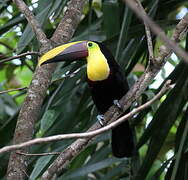 Yellow-throated Toucan