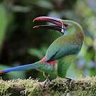 Toucanet à croupion rouge