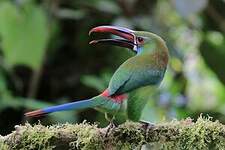 Toucanet à croupion rouge