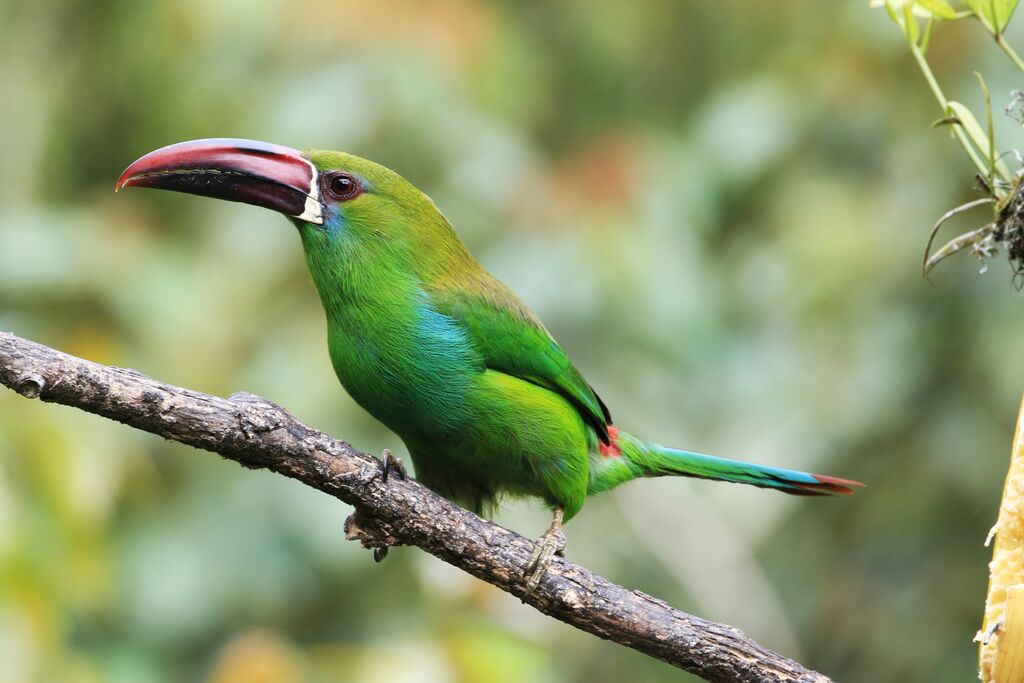 Toucanet à croupion rouge