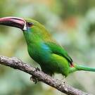 Toucanet à croupion rouge