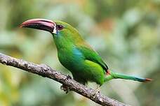 Toucanet à croupion rouge