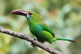 Crimson-rumped Toucanet