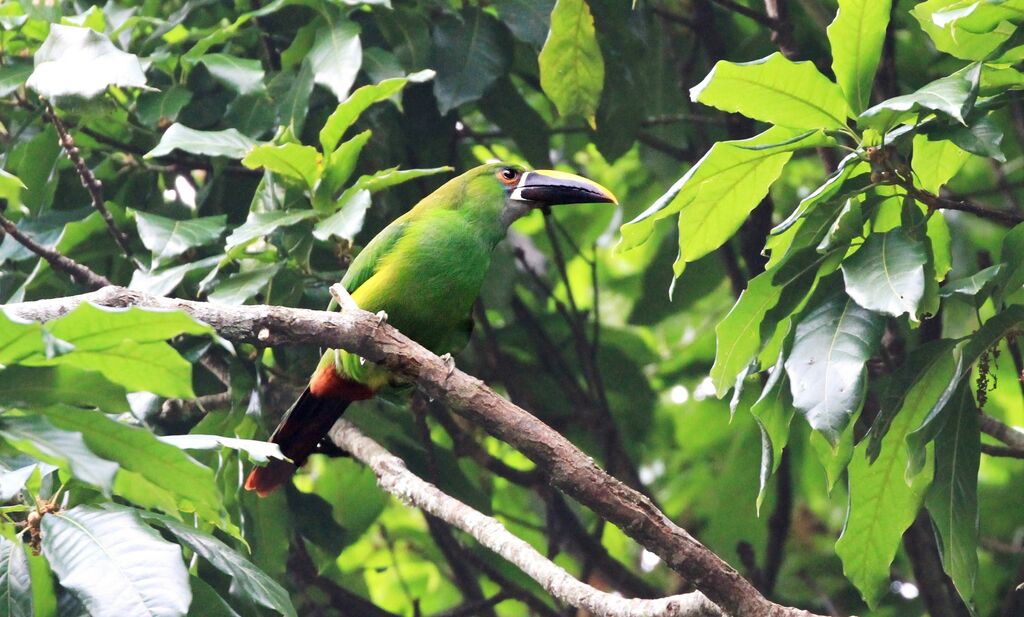 Toucanet à gorge blanche