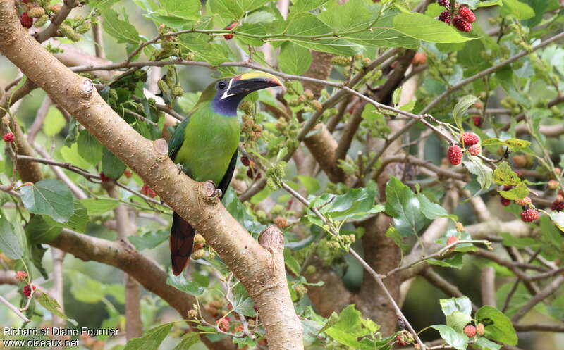 Toucanet à gorge bleueadulte, habitat