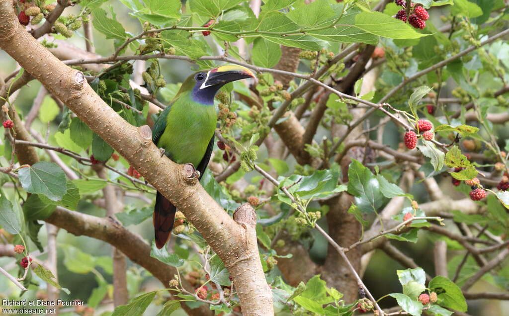 Toucanet à gorge bleueadulte, habitat