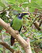 Toucanet à gorge bleue