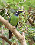 Toucanet à gorge bleue