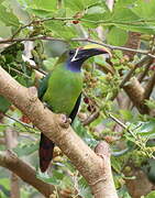 Blue-throated Toucanet