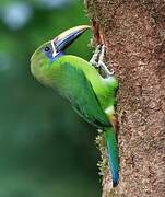 Toucanet à gorge bleue