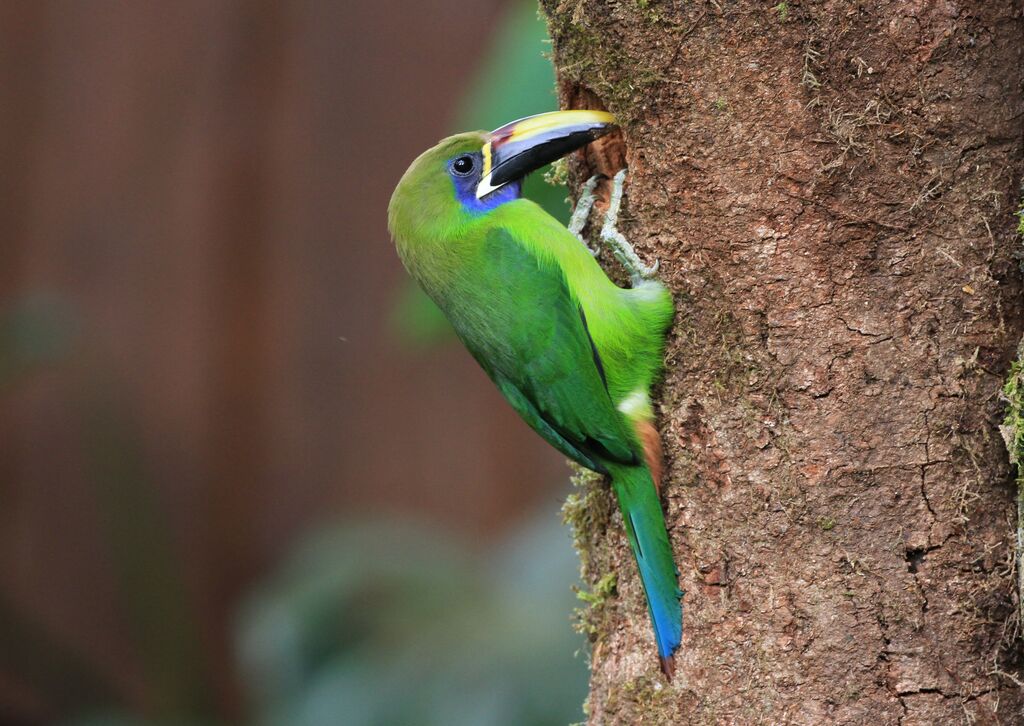 Toucanet à gorge bleue