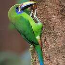 Toucanet à gorge bleue