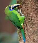 Toucanet à gorge bleue