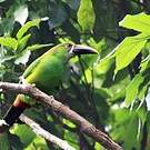 Toucanet des Andes
