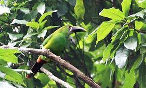 White-throated Toucanet