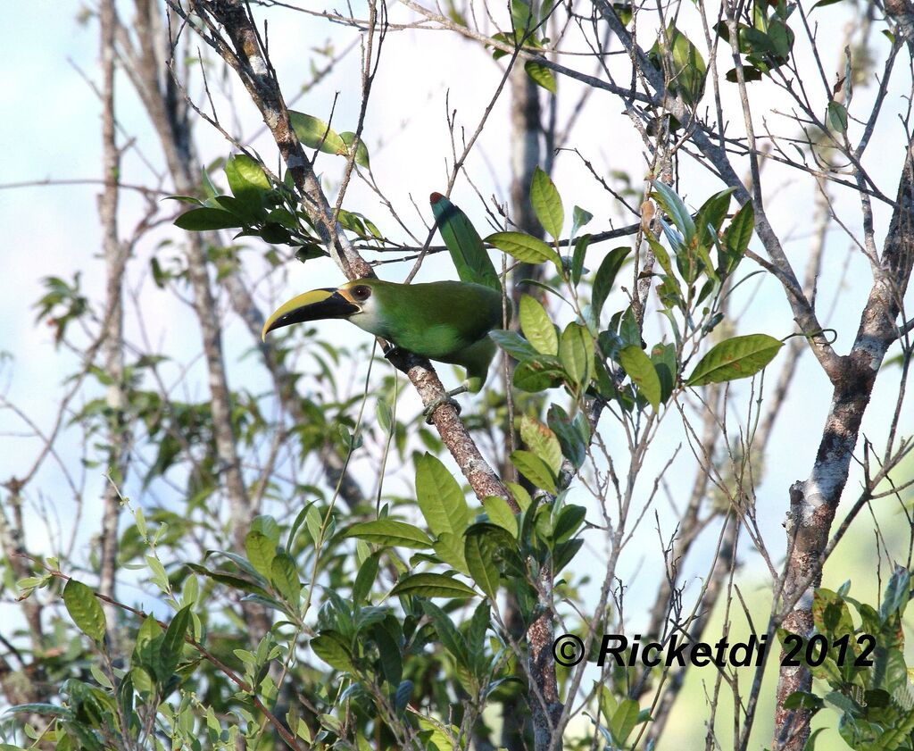 Toucanet émeraudeadulte, Comportement