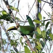 Toucanet émeraude