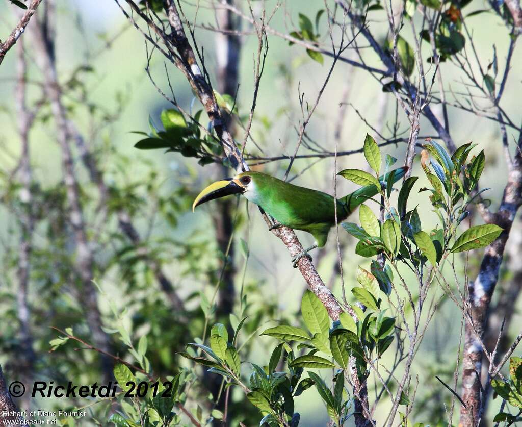 Toucanet émeraudeadulte, identification