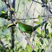 Toucanet émeraude