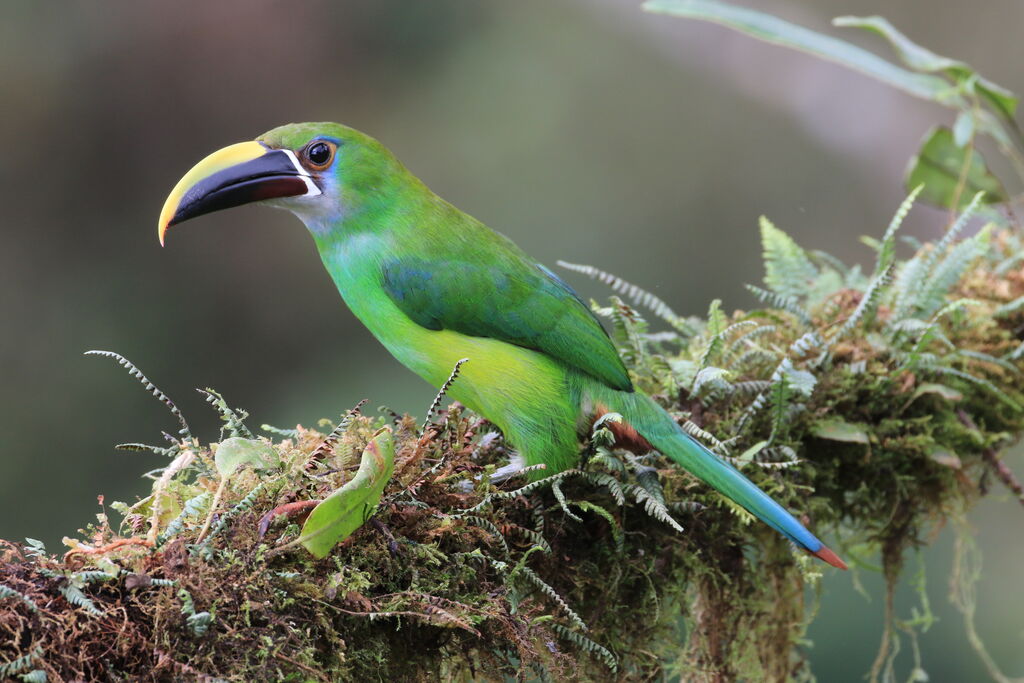 Emerald Toucanet