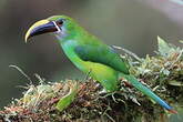 Toucanet émeraude