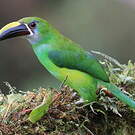 Toucanet émeraude