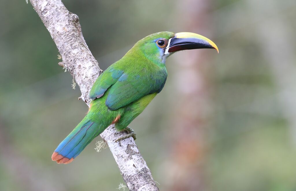 Emerald Toucanet