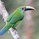 Toucanet émeraude