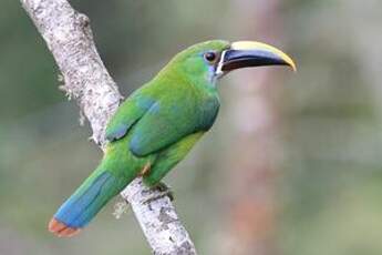 Toucanet émeraude