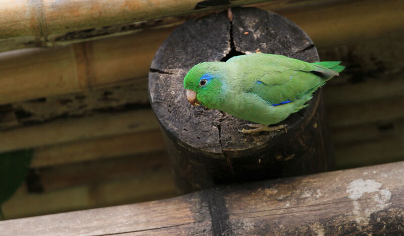Spectacled Parrotlet