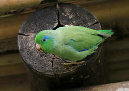 Spectacled Parrotlet