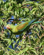 Orange-chinned Parakeet