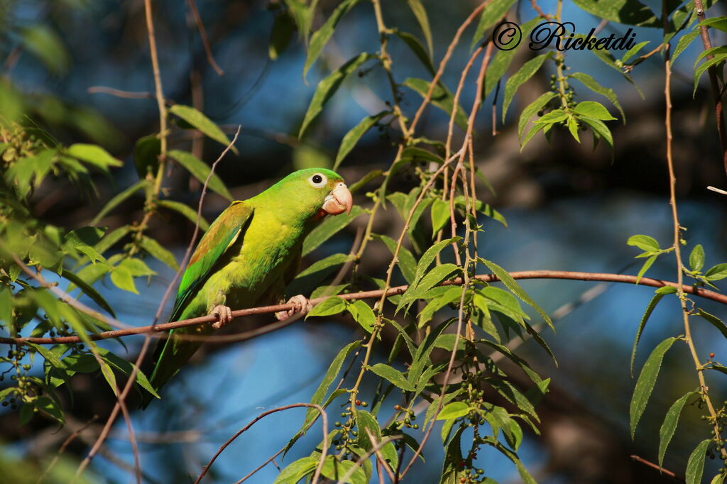 Orange-chinned Parakeet