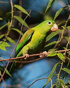 Orange-chinned Parakeet