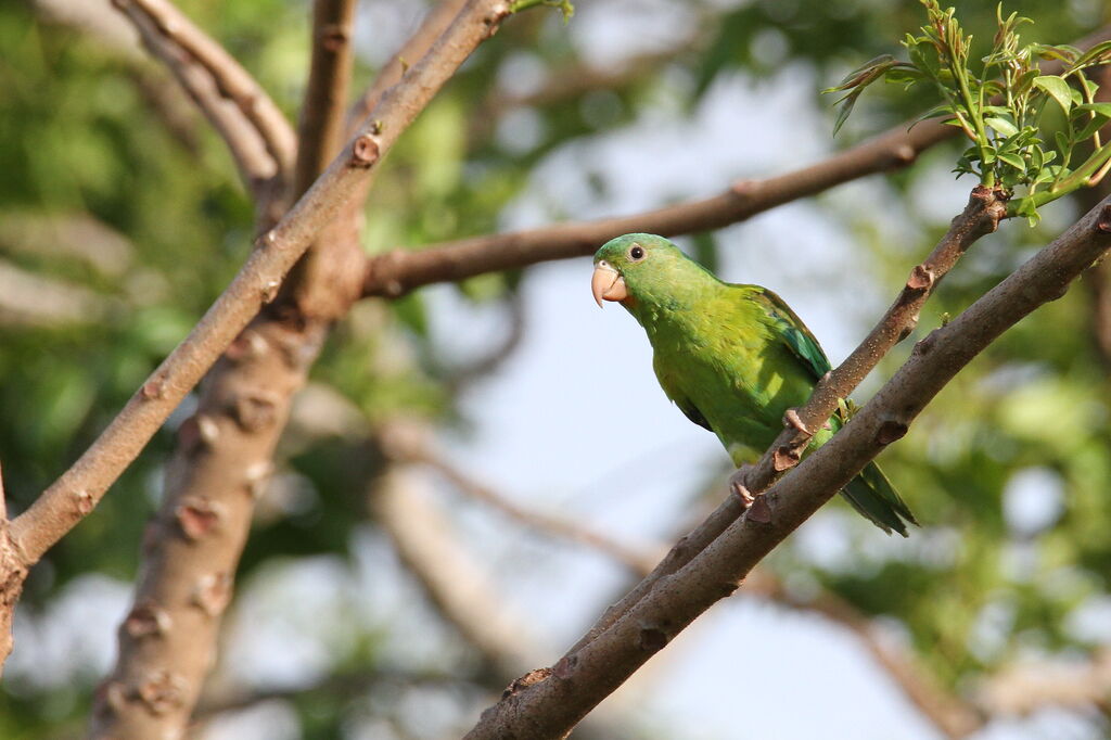 Orange-chinned Parakeet