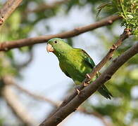 Orange-chinned Parakeet