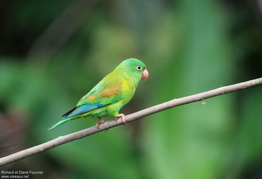 Orange-chinned Parakeet, identification