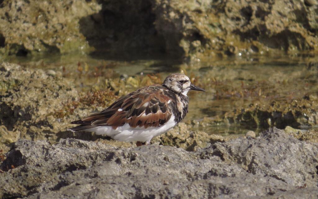 Ruddy Turnstone